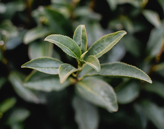 Dan Cong Ye Lai Xiang Bio